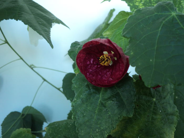 DSC09052 - Abutilon