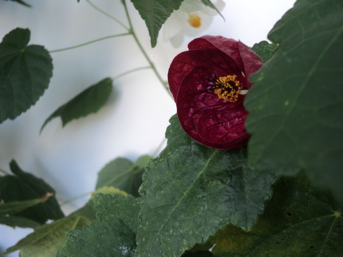 DSC09053 - Abutilon