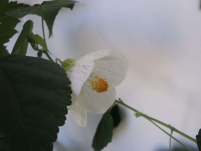 DSC09055 - Abutilon