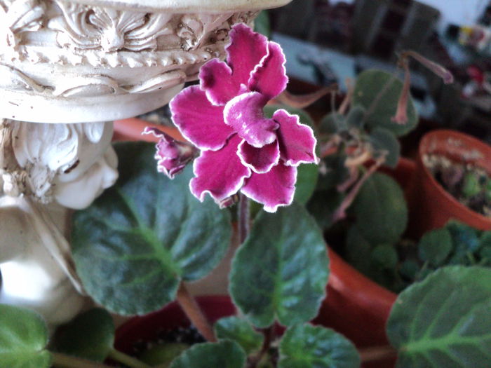 DSC09058 - De prin ghivece