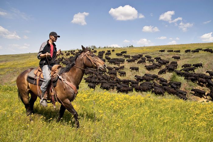 Cowboy cu vacutele - RASE DE VACI DEOSEBITE