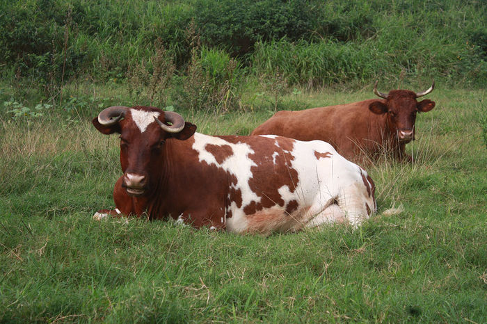 Rasa americana Makaweli