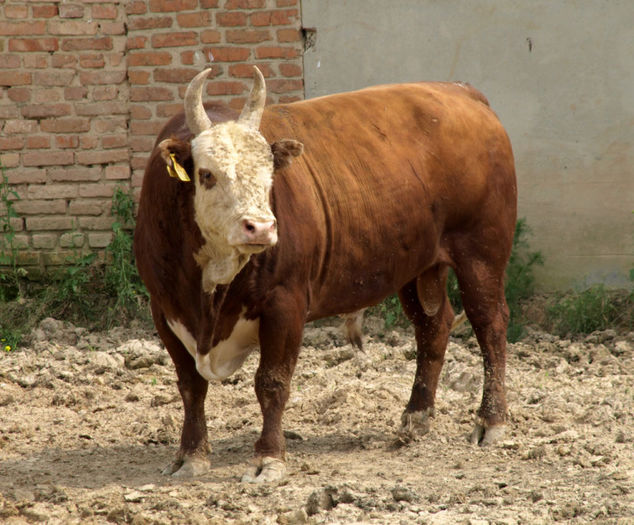 Rasa Kalmyk din Rusia