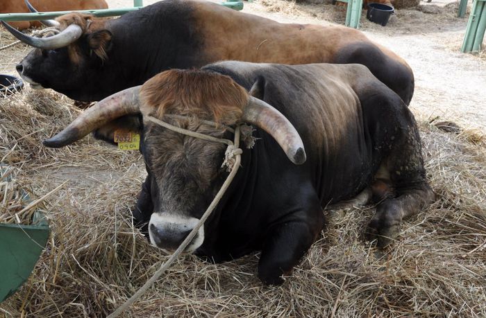 Tauri din rasa Mirandesa