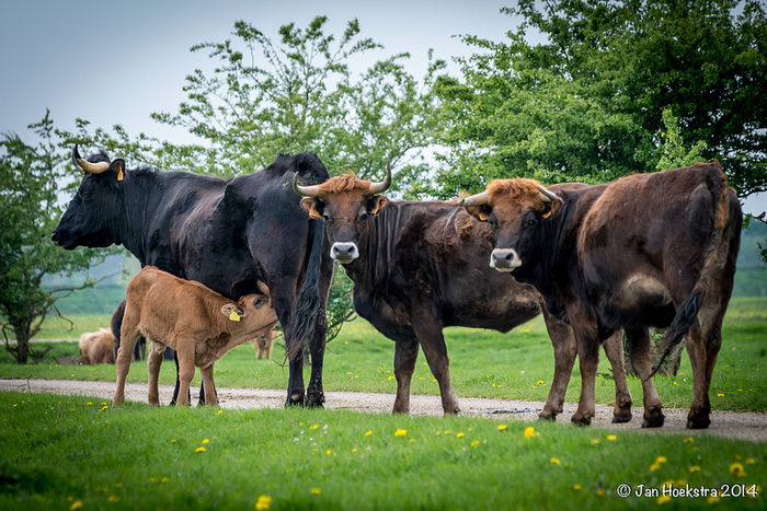 Vaci rasa Auroch(Bos Primigenius) cu vitei