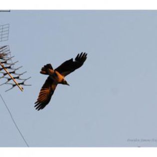 49432_5cd3f9e6932fc7ec80424fe3d1eaa0f2_mdsq