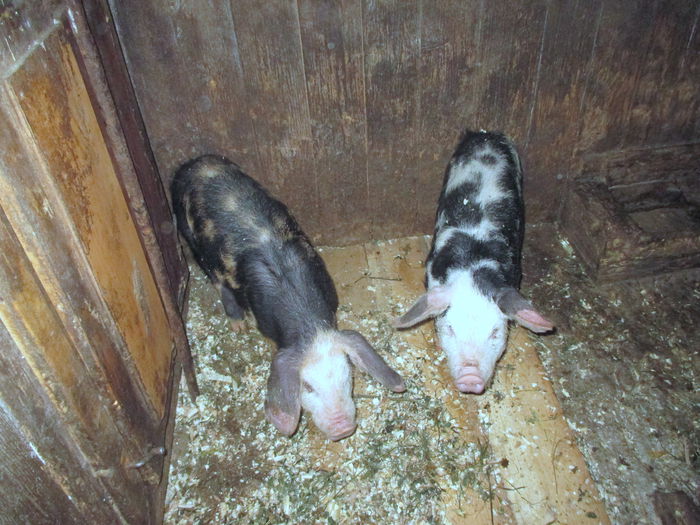 Achizitile de ieri pt anul viitor:)