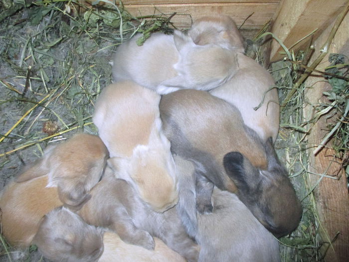 Berbecuti la 2 saptamani:); Inainte de craciun vor fii de vanzare
