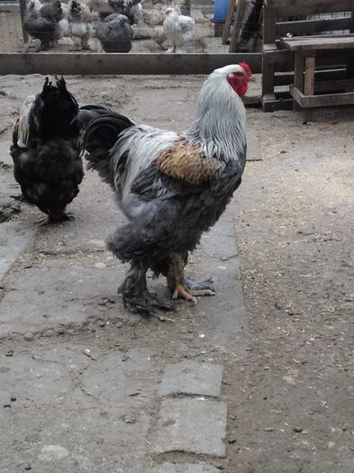 12207960_1000462256643329_1938735780_n