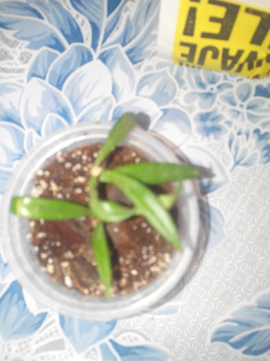 pauciflora - Hoya de la Miha1ela 9 noembrie 2015