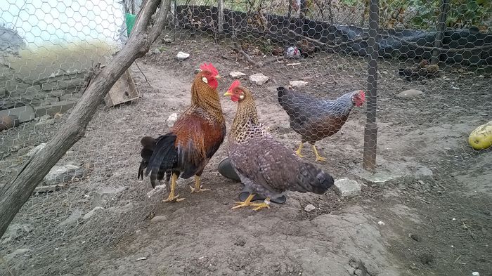 WP_20151110_14_30_59_Pro; puicuta nr 2
