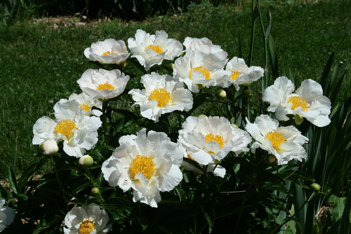 Krinkled white