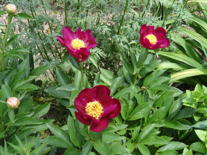Miss Mary - Bujori