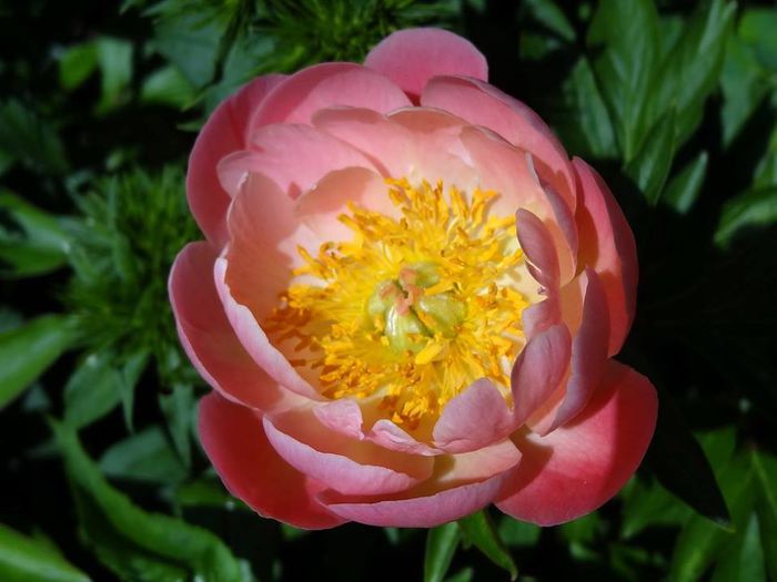 Pink Hawaian Coral - Bujori