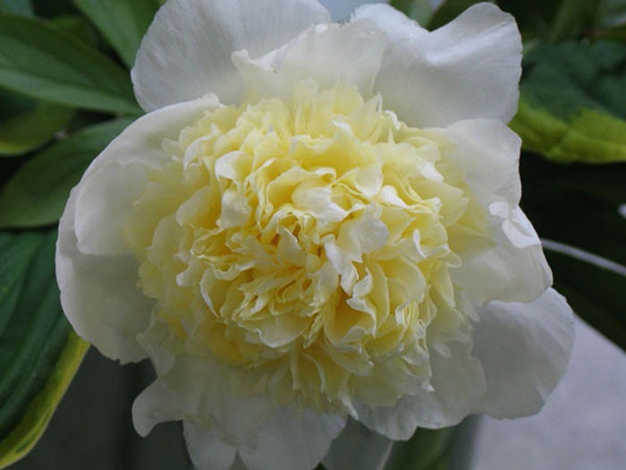 Primavera - Bujori