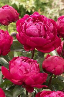 Red Sarah Bernhardt - Bujori