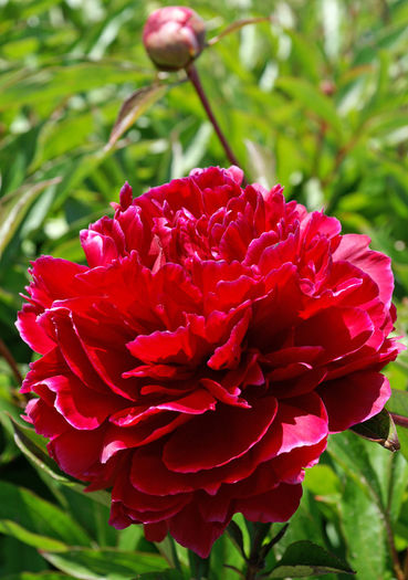 Red Sarah Bernhardt - Bujori