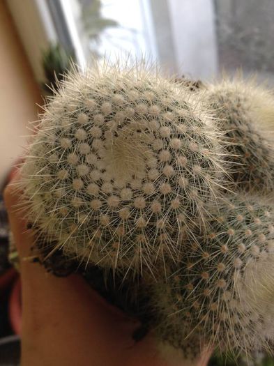 rebutia muscula - CACTUSI rog identificare