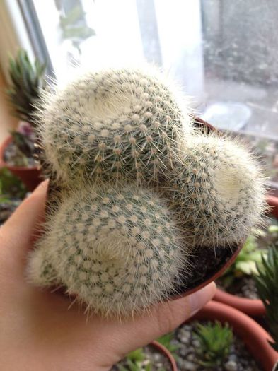 nr.18-rebutia muscula - CACTUSI rog identificare
