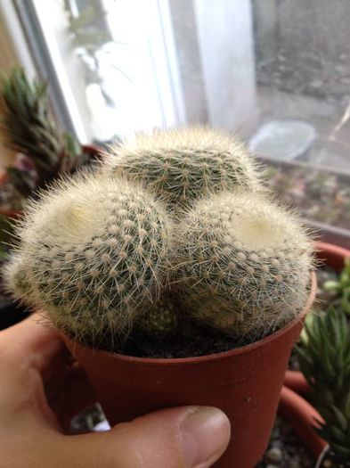 rebutia muscula - CACTUSI rog identificare