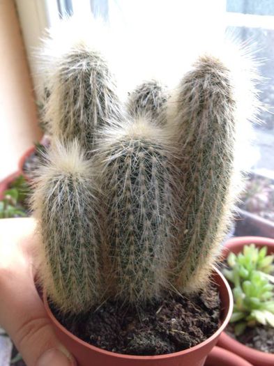 nr.20-cleistocactus straussi 3 - CACTUSI rog identificare