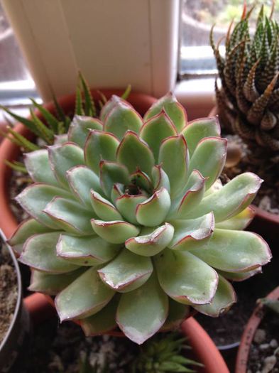 echeveria pulidonis