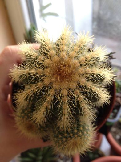 notocactus magnificus - CACTUSI rog identificare