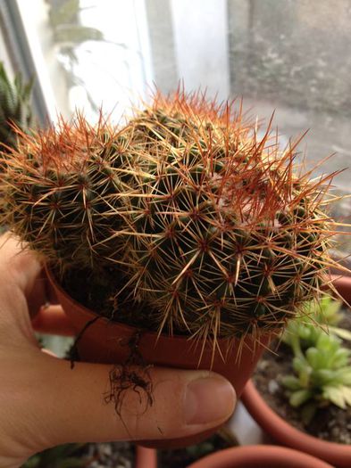 notocactus submamulosus - CACTUSI rog identificare