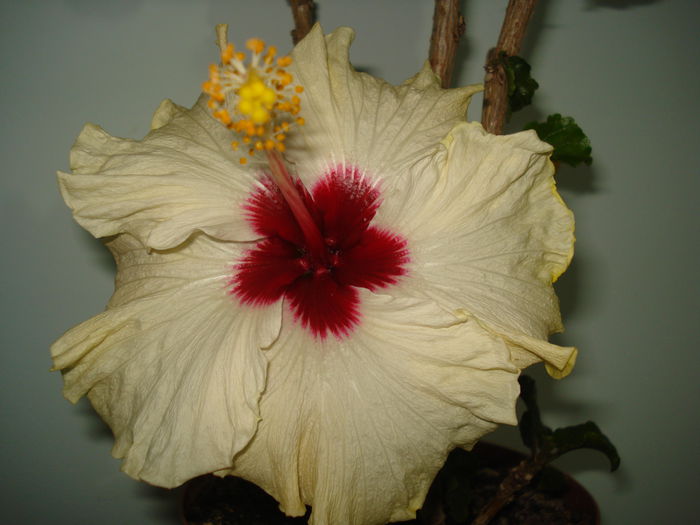 DSC04085 - Hibiscus Boreas White