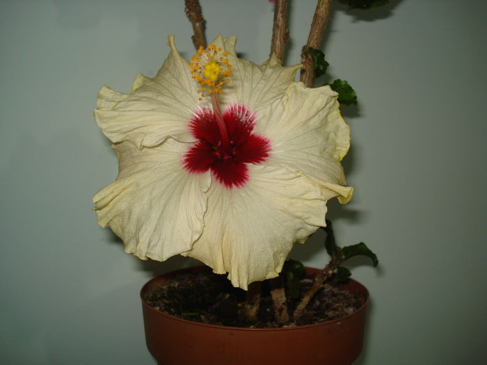 DSC04086 - Hibiscus Boreas White