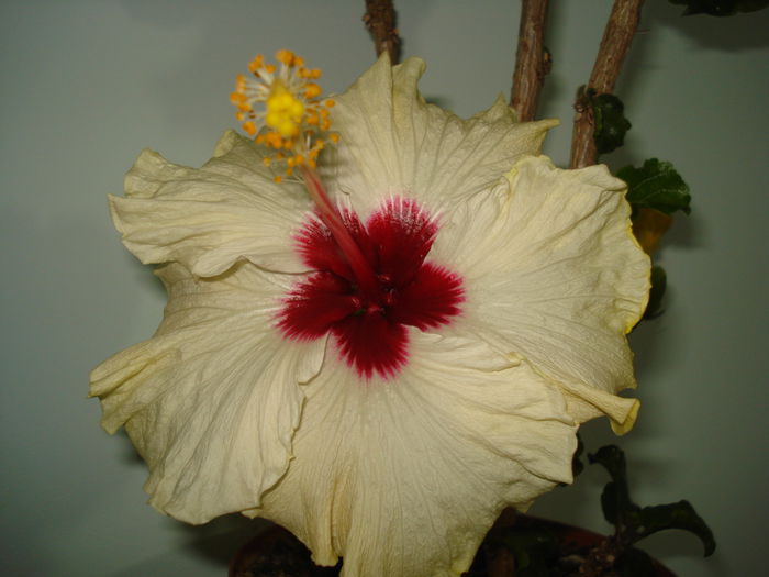 DSC04089 - Hibiscus Boreas White