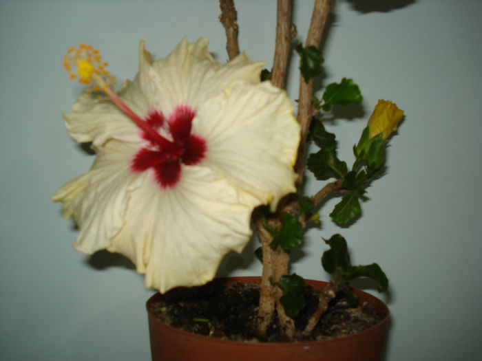 DSC04090 - Hibiscus Boreas White
