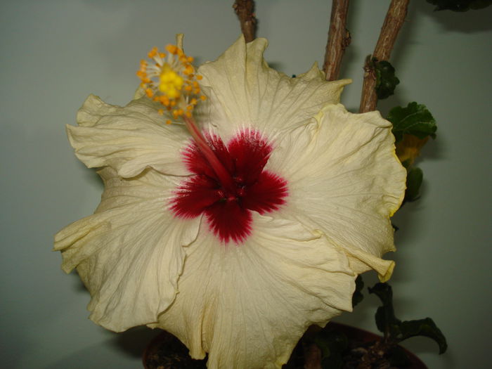 DSC04091 - Hibiscus Boreas White