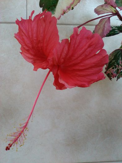 Coopery Rose Flanke - HIBISCUS-2015