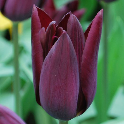 Tulipa Havran - Bulbs