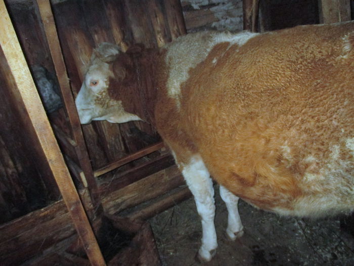 Furnizorul de lapte;)