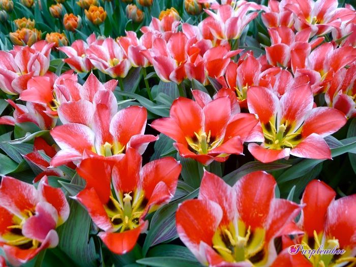 Tulipa Pinocchio - Bulbs