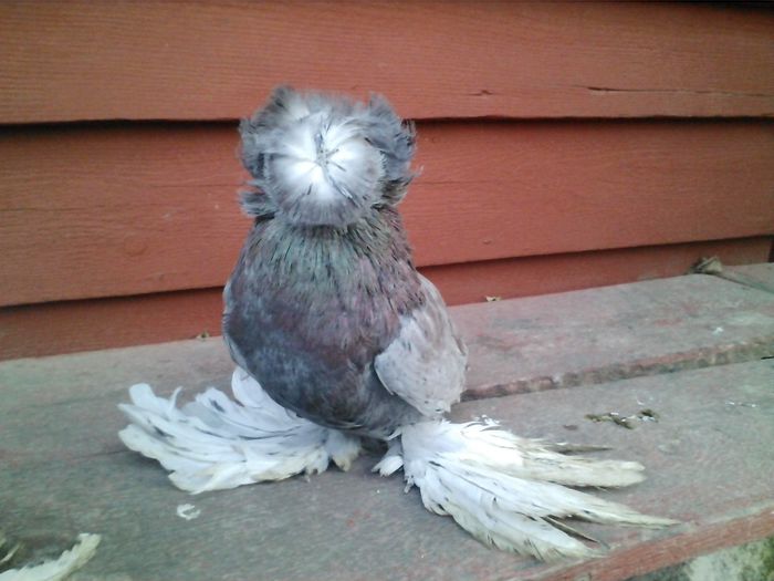 masc. andaluz pe visiniu 2014 - TOBOSARI DE BUHARA