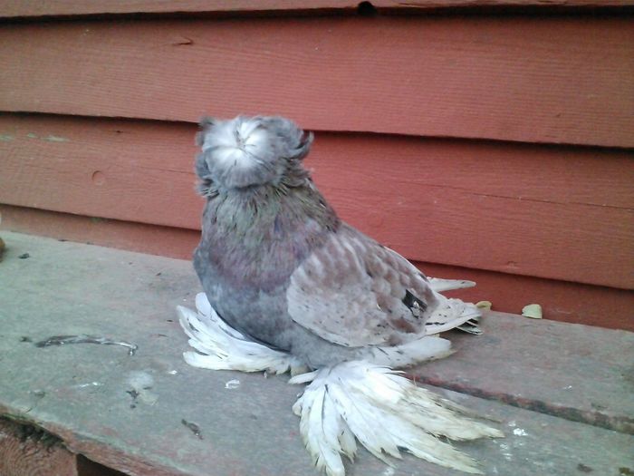 CAM01117 - TOBOSARI DE BUHARA