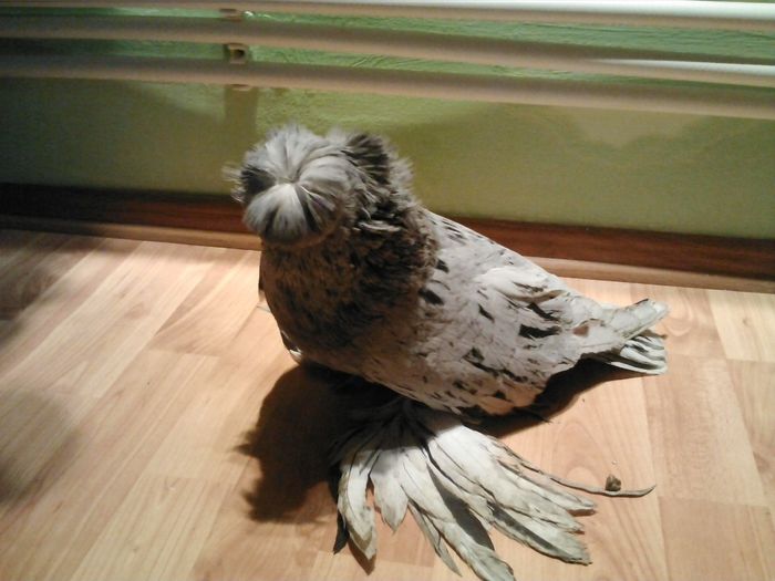 masc. matca andaluz 2013 - TOBOSARI DE BUHARA