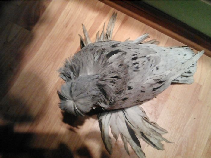 CAM01121 - TOBOSARI DE BUHARA