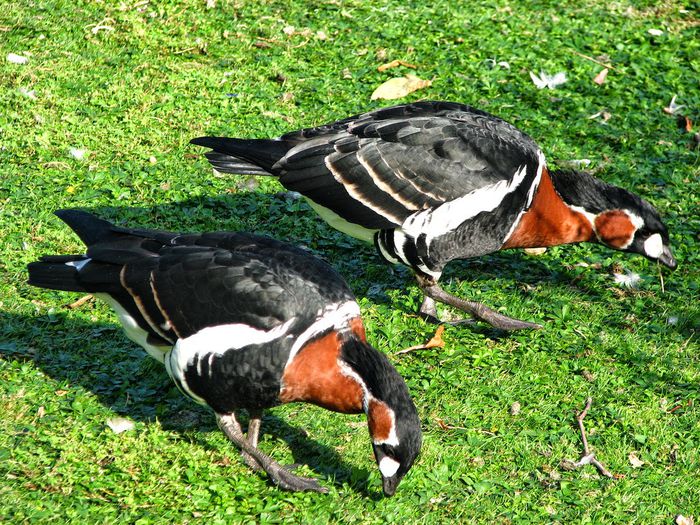 Branta_ruficollis - Pasari in lume