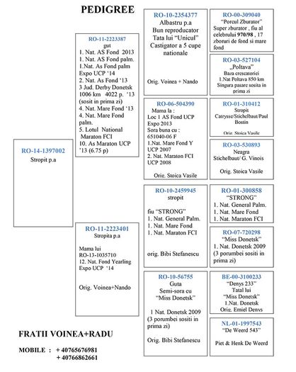 PEDIGREE FIU NEGRU; SORA CU ACEST PUI A SOSIT IN 2015 SI LA NOI IN CRESCATORIE
