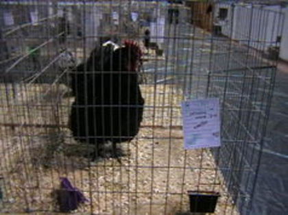 ORPINGTON - NEGRU M 95,5 CAMPION2015 - EXPOZITII MARAMURES