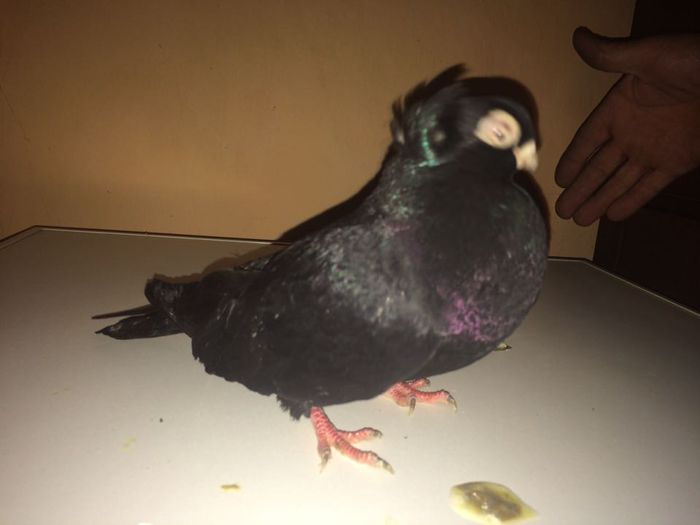 12231231_917763298307912_234509718_n