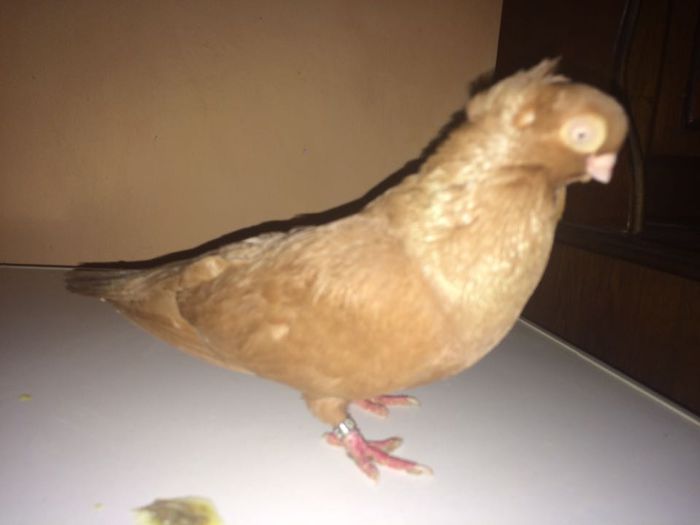 12231496_917763321641243_1466888695_n