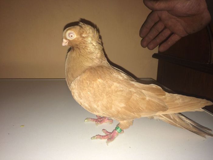 12233063_917763388307903_566983681_n