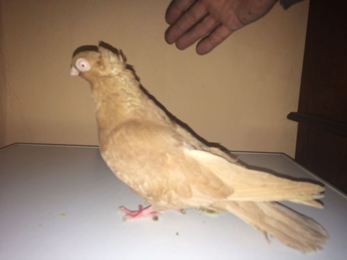 12233280_917763461641229_689562115_n