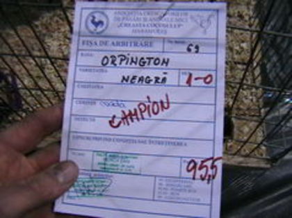 ORPINGTON - NEGRU M 95,5 - EXPOZITII MARAMURES