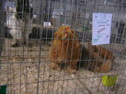 EXPO 2015 MARAMURES - EXPOZITII MARAMURES